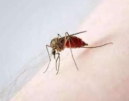 蚊子不会传播艾滋病